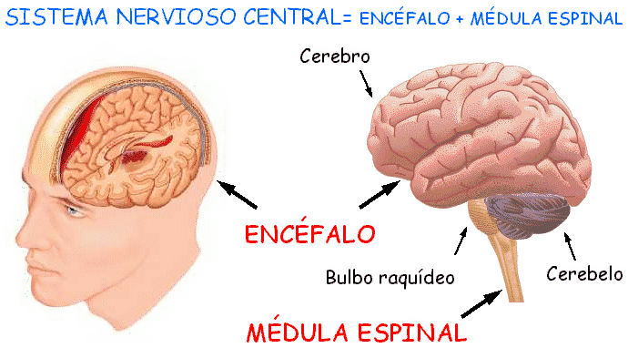 Las sustancias psicoactivas en el cerebro humano: Como las ...