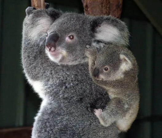 De koalas bebés - Imagui