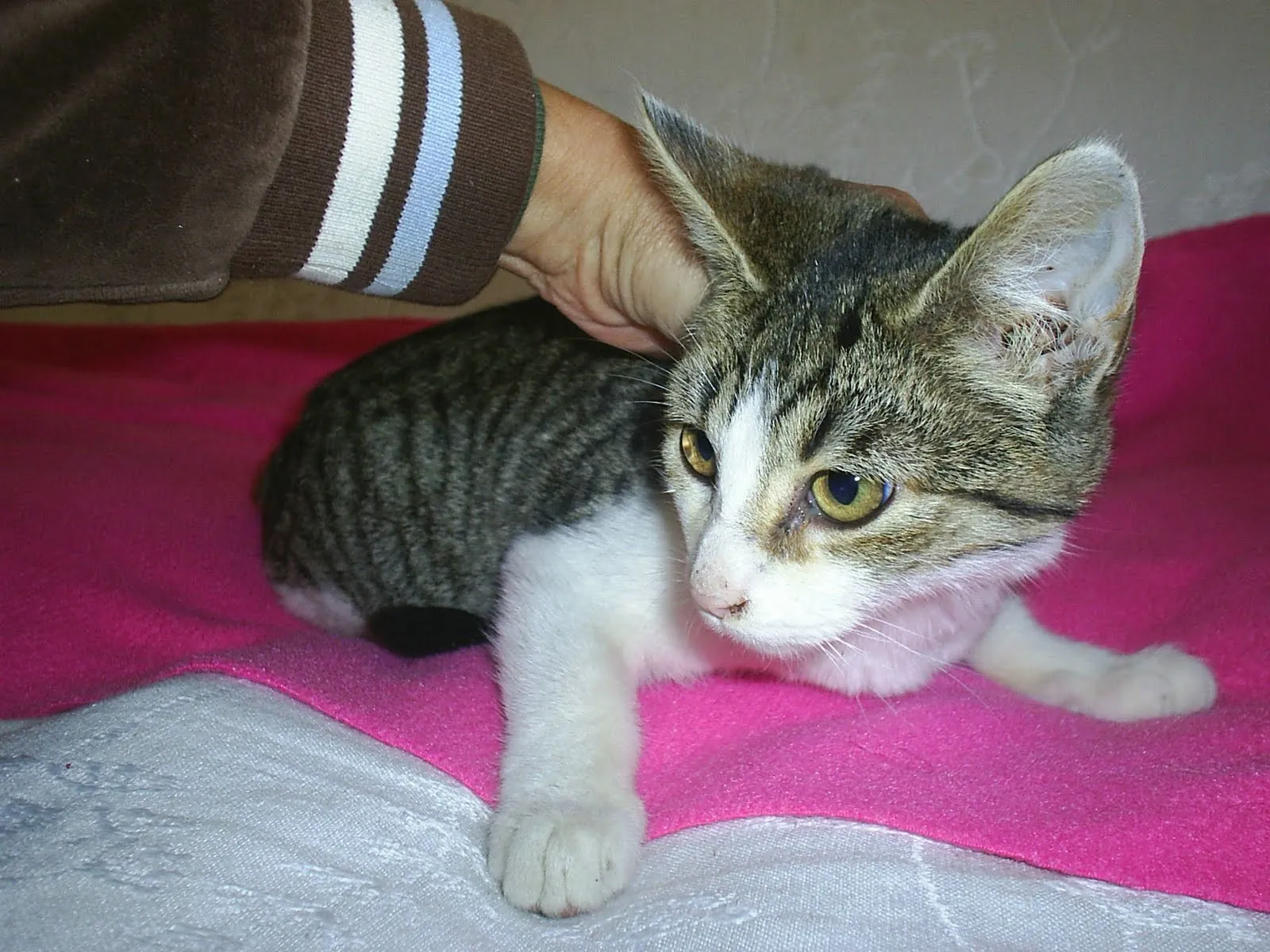 Susy Adopciones Gatitos rescatados : http://www.facebook.com ...