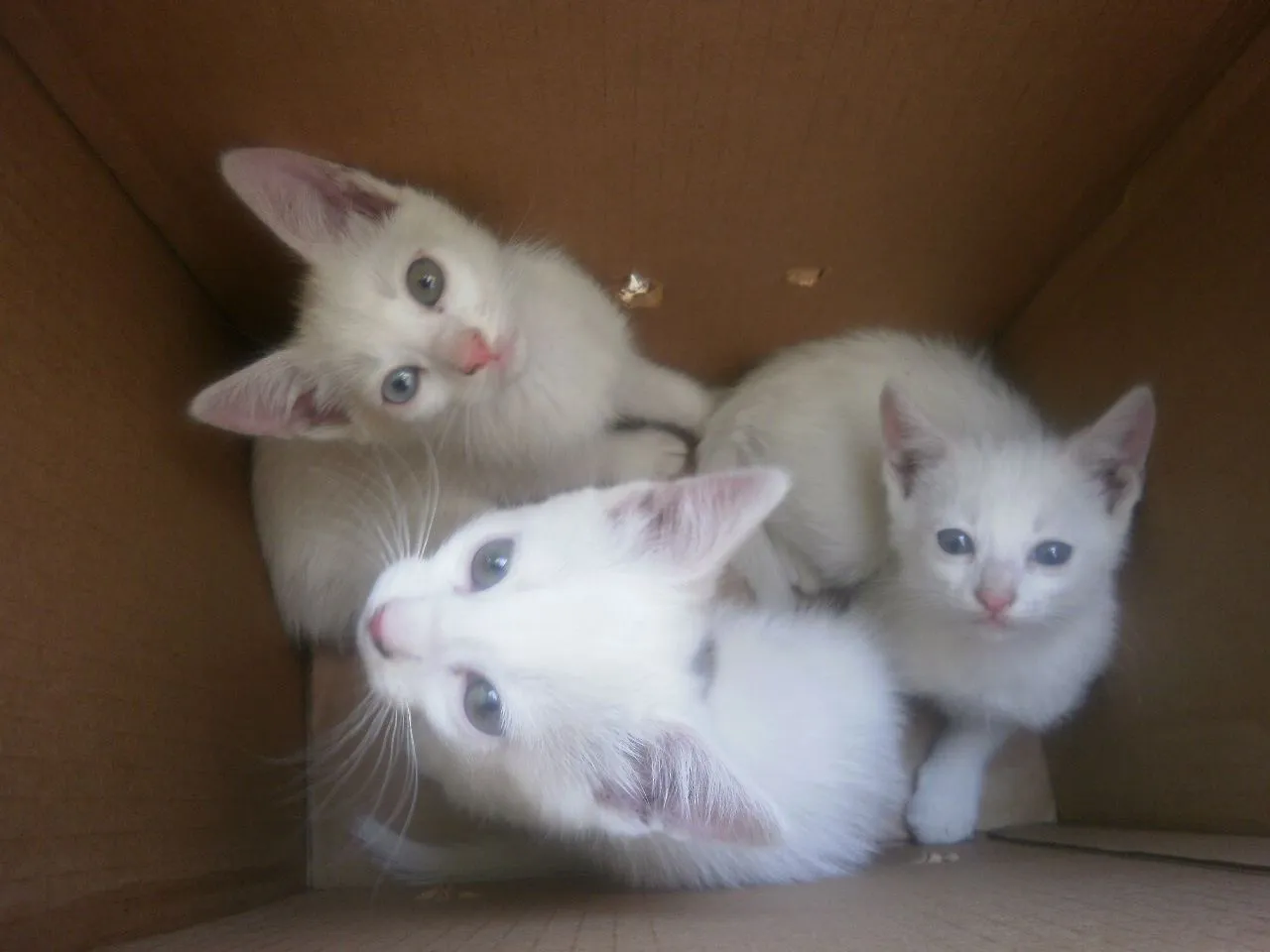 Susy Adopciones Gatitos rescatados : http://www.facebook.com ...