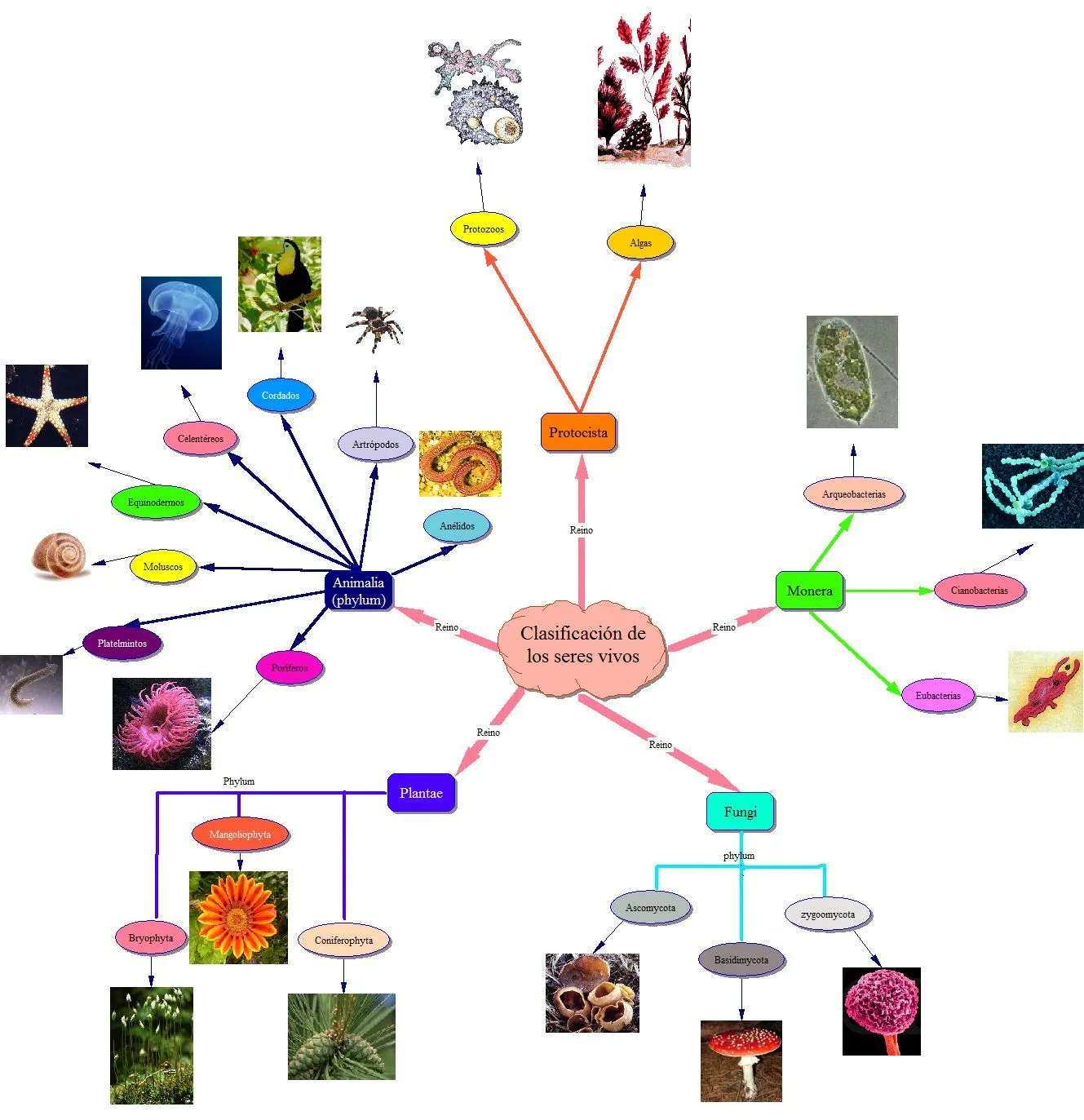 switsh idees: Clasificación de los seres vivos (mapa mental)