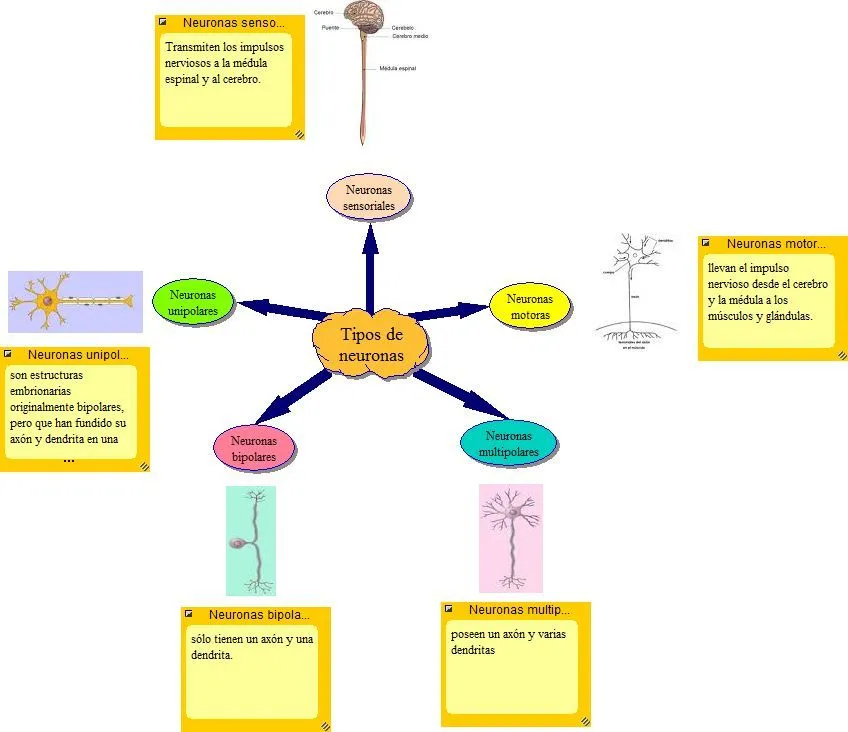 switsh idees: Tipos de neuronas 2 (mapa mental)