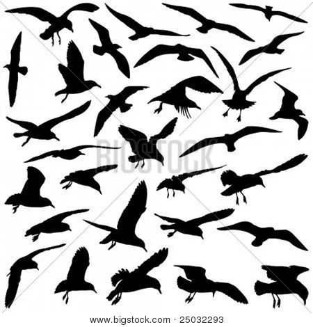 El Swooping vectores, fotos e ilustraciones en stock | Bigstock