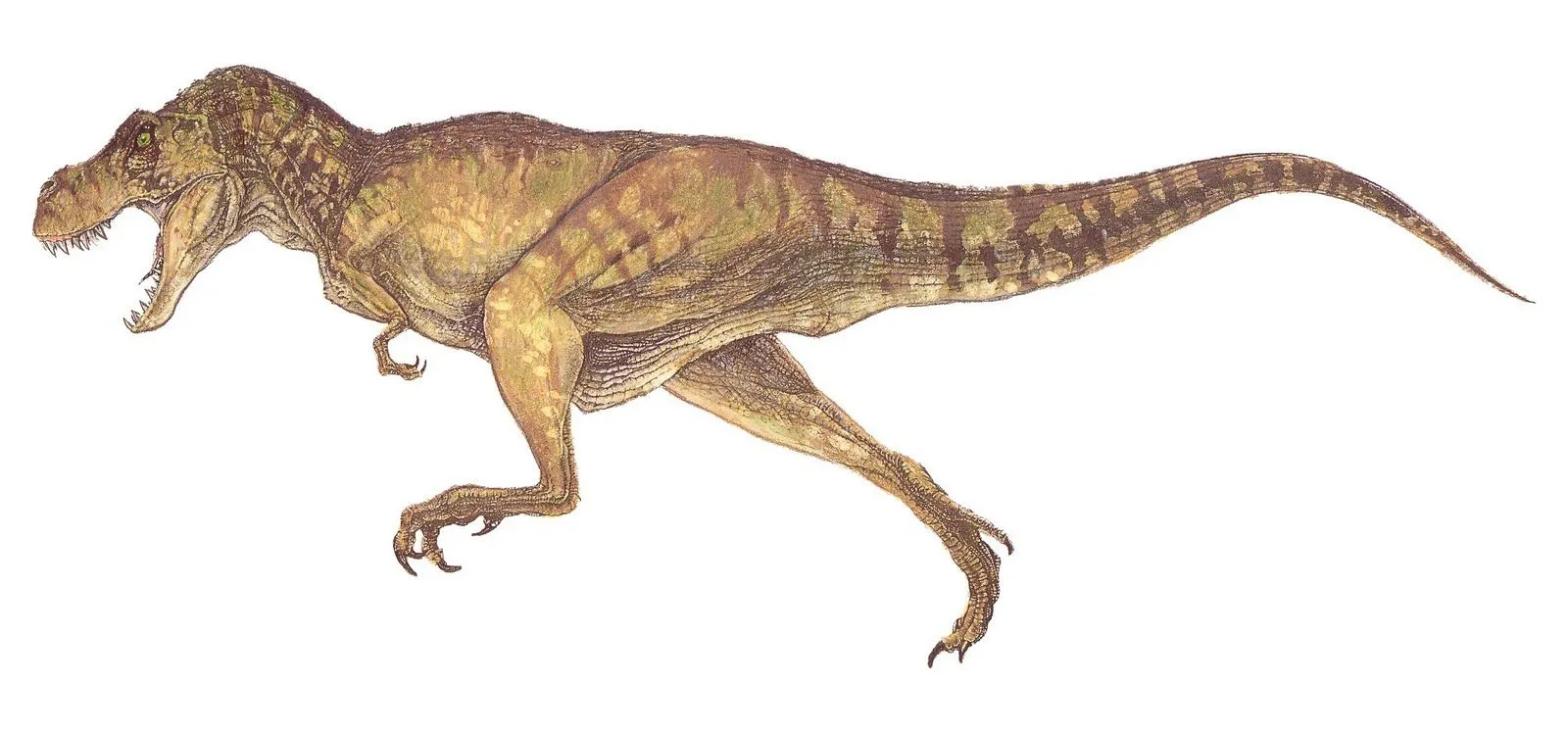 T. Rex, cazador o carroñero: una nueva evidencia - Taringa!