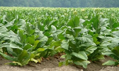 Tabaco como planta medicinal