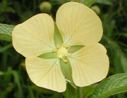 Tabla comparativa para Brassicaceae con flores amarillas