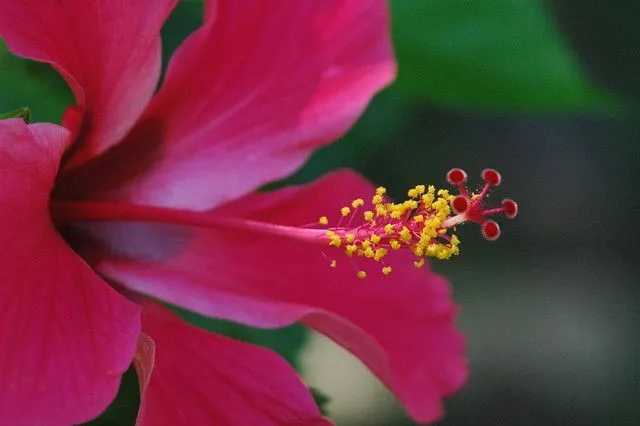 TABOGA, ISLA DE LA FLORES, PANAMA | Flickr - Photo Sharing!