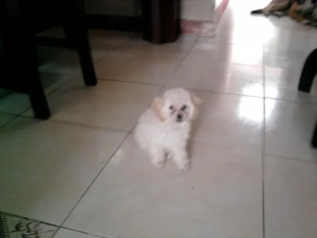 tacita de te legitimo en Palmira