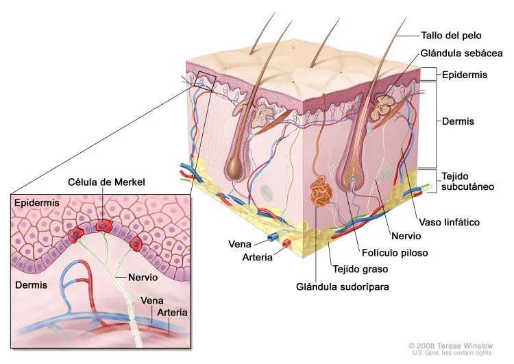 Tacto: Células nerviosas.