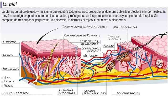 Imagen del tacto y sus partes - Imagui