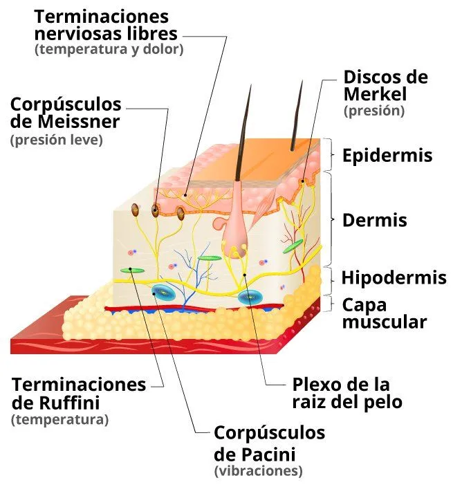 Qué es el tacto (sus partes y funciones) - Significados