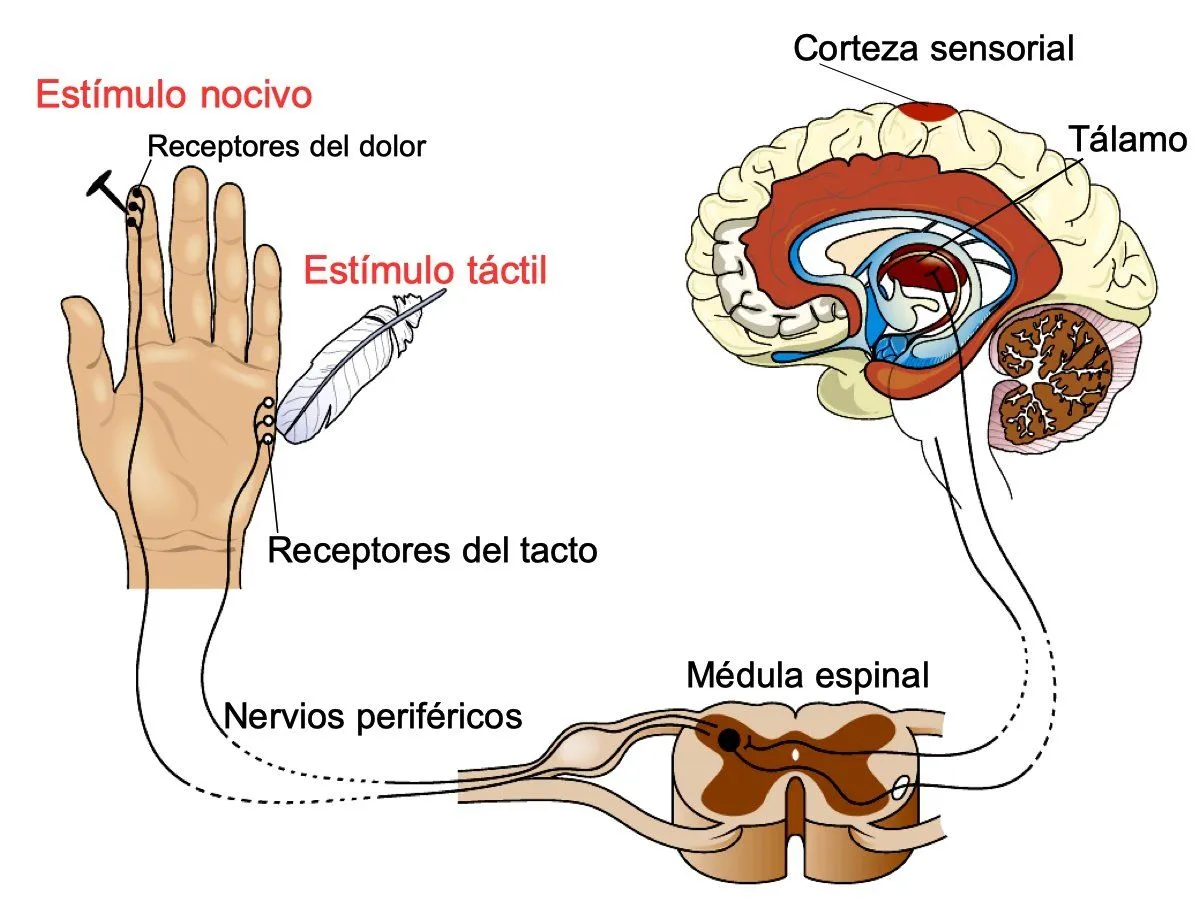 Qué es el tacto (sus partes y funciones) - Significados