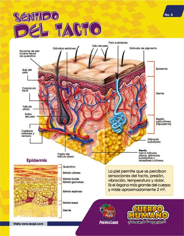 El tacto - Hago mi Tarea