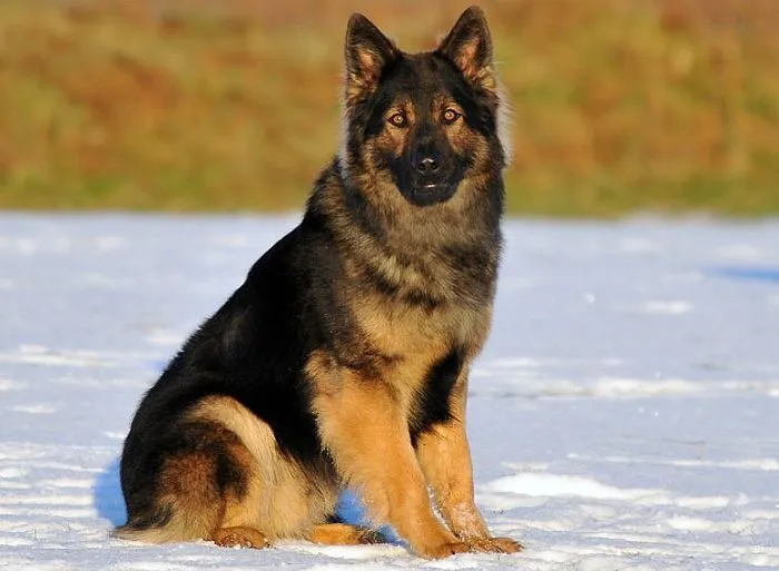 Taiger - 80 month old German Shepherd | Personal Protection Dogs fo..