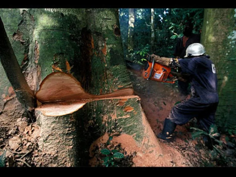 TALA DE ÁRBOLES ¨DEFORESTACIÓN A GRAN ESCALA