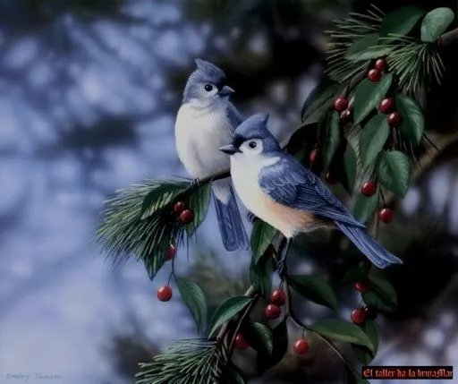 El taller de la brujaMar: Fondos con pájaros y aves en HD