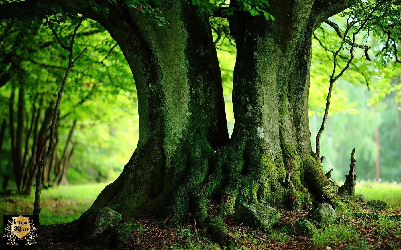 El taller de la brujaMar: paisajes verdes, fondos