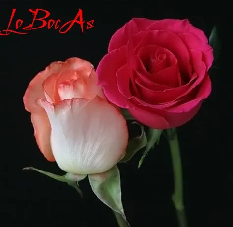 Imagenep.fotos.rosas rojas con brillos - Imagui