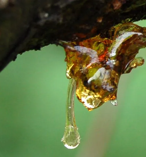 Taller de Empleo "Sierra Resina" en Elche de la Sierra