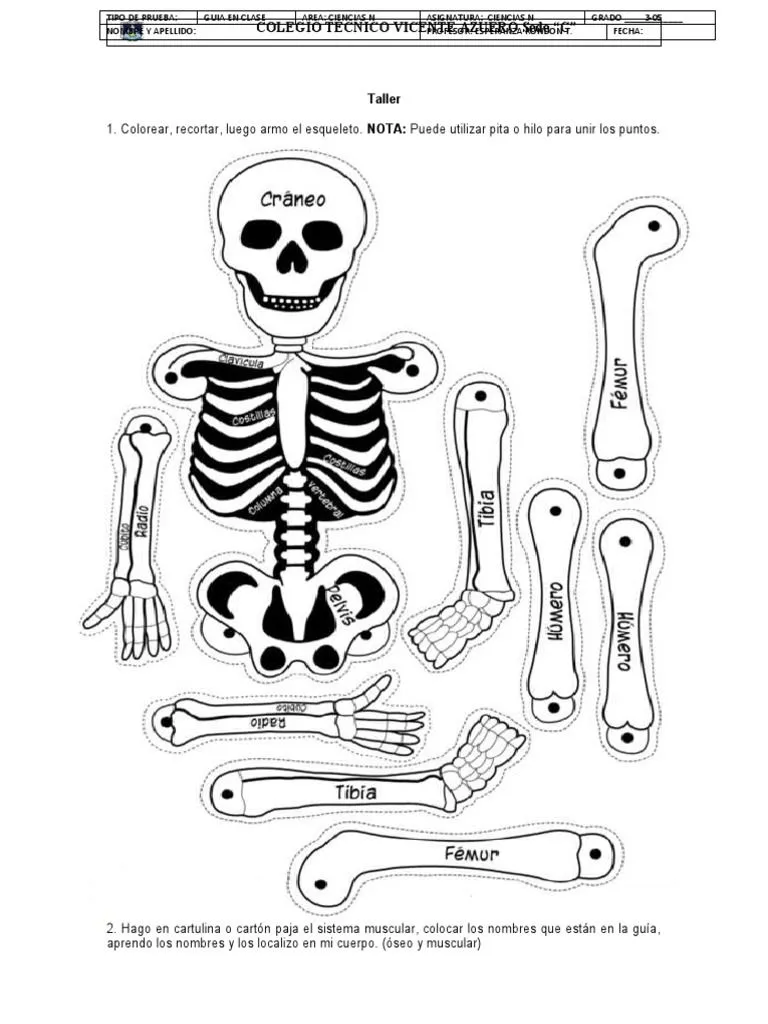 Taller Del Sistema Oseo y Muscular | PDF