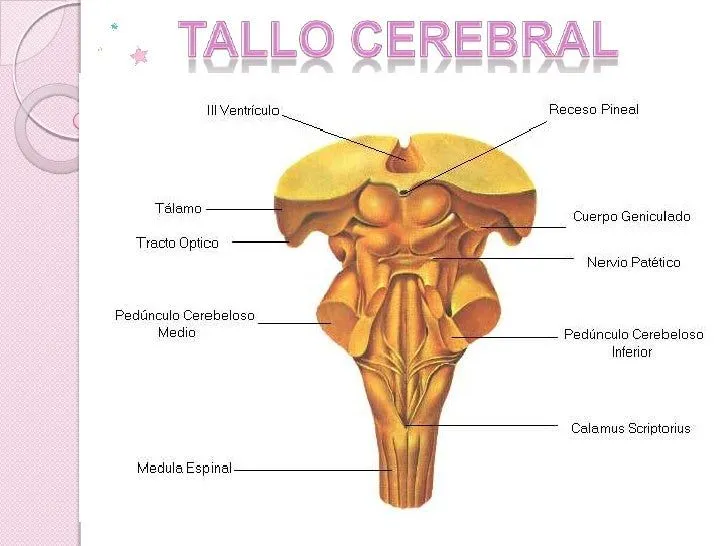 Tallo cerebral