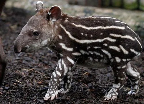 Tapir Trio Takes Twenty-Twelve By Storm! - ZooBorns