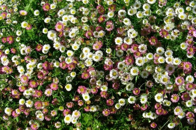 Tapiz de flores | fotos de Naturaleza