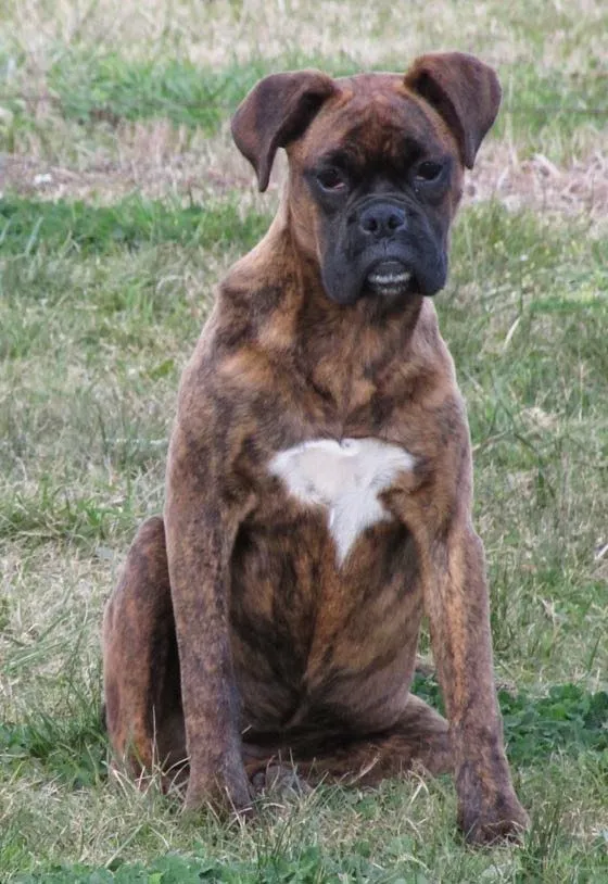 Tarariras HOY: PERRA BOXER EXTRAVIADA