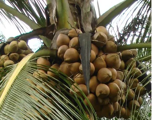 Cuanto tarda una palmera de cocos en dar cocos? - Foro de InfoJardín