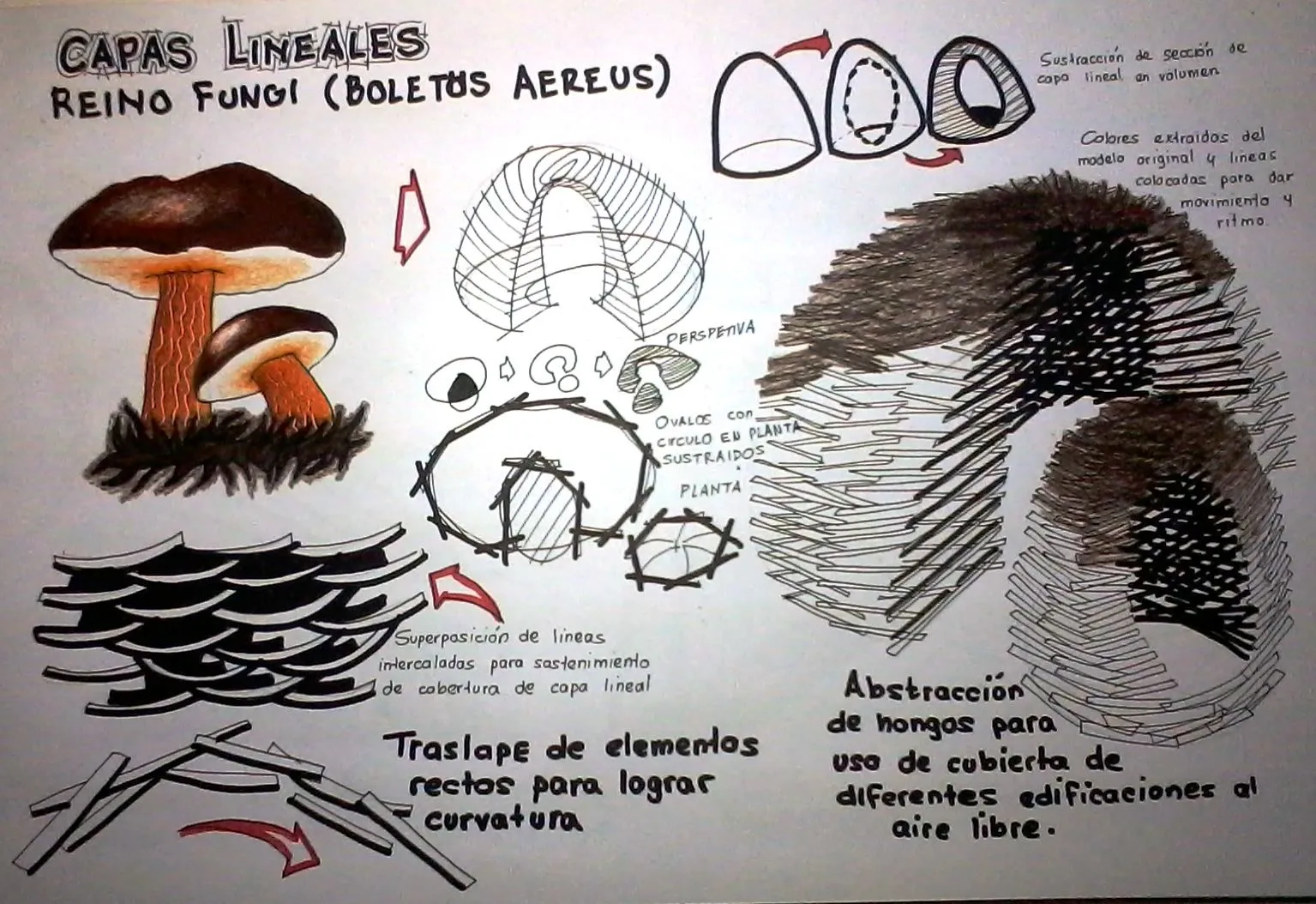 Tarea N°18: Capas lineales (Reino Fungi Boletus Aereus) | GuilleAlexis10  Portafolio Arquitectura