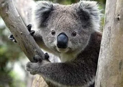 tareas de ingles: DESCRIPCION DE UN ANIMAL