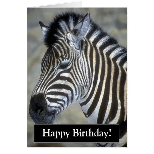 Tarjeta de la cebra del feliz cumpleaños | Zazzle