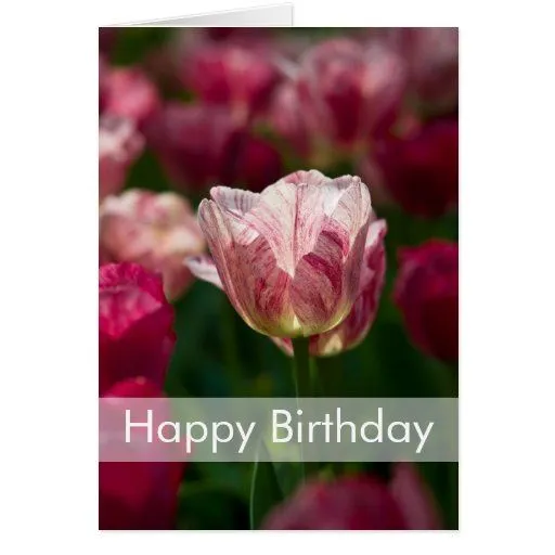 Tarjeta de cumpleaños de los tulipanes el | Geburt de Zazzle.