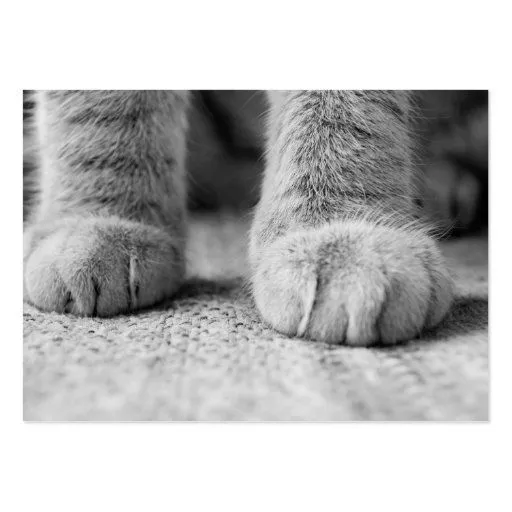 Tarjetas de visita de las patas del gato | Zazzle