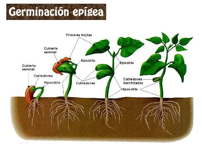 Tatiana Vila: CARACTERIZACIÓN DE LOS SERES VIVOS