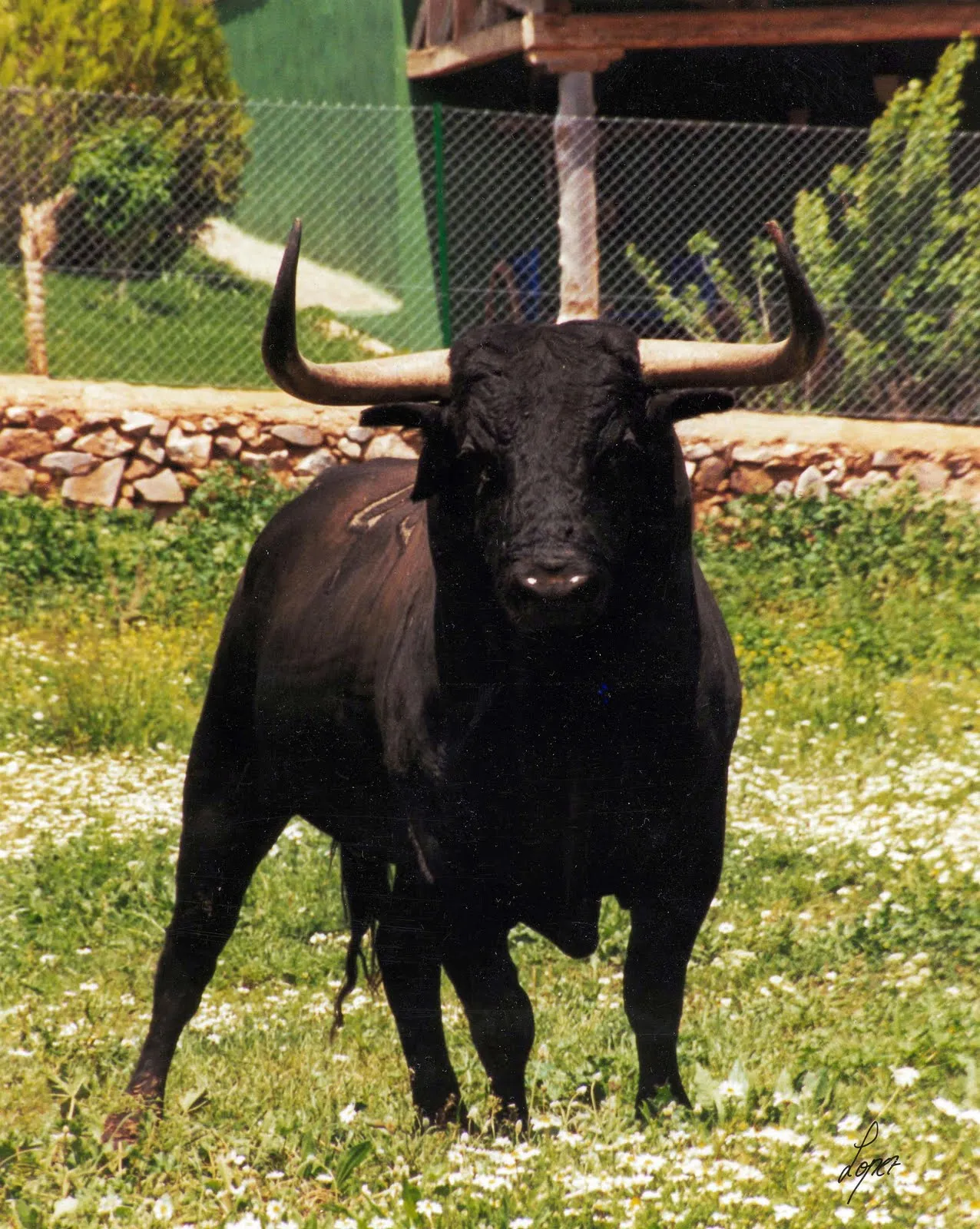 tauromaquia: TOROS BRAVOS