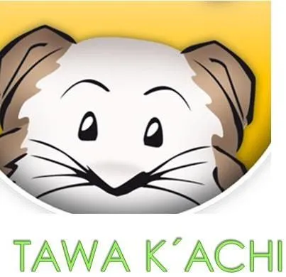 TAWA K'ACHI: EXPORTACION - CUY