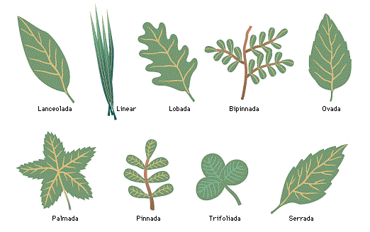 taxonomia : taxonomía (clasificación de las plantas)