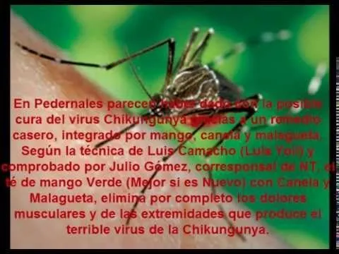 Té casero para eliminar la Chikungunya - YouTube