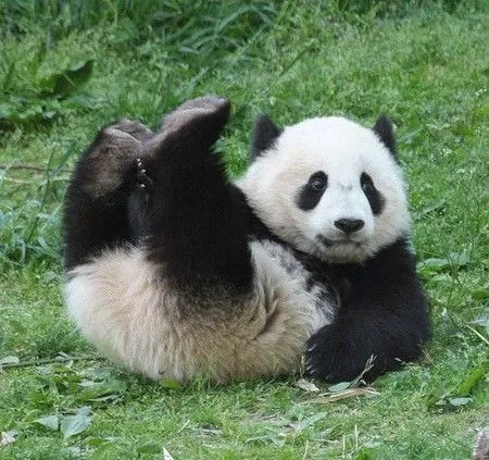 Animales en peligro de extinción: Oso panda