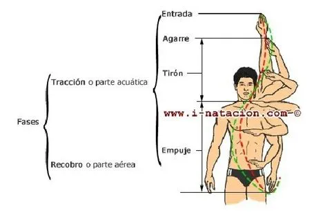 Técnica nado crol