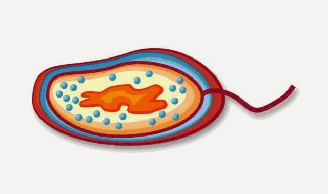 Tecnologías de la información Inés: DIAPOSITIVA ANIMADA