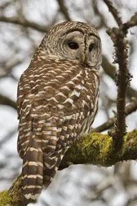 Tecolote de Barras - Barred Owl