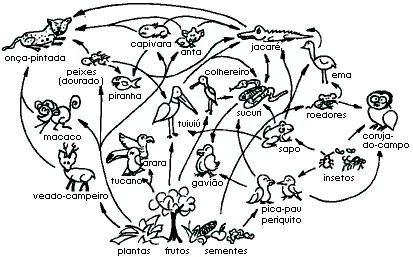 Teia alimentar. Semelhanças e diferenças entre cadeia e teia ...
