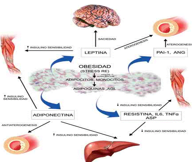 Tejido adiposo como glándula endocrina. Implicaciones ...