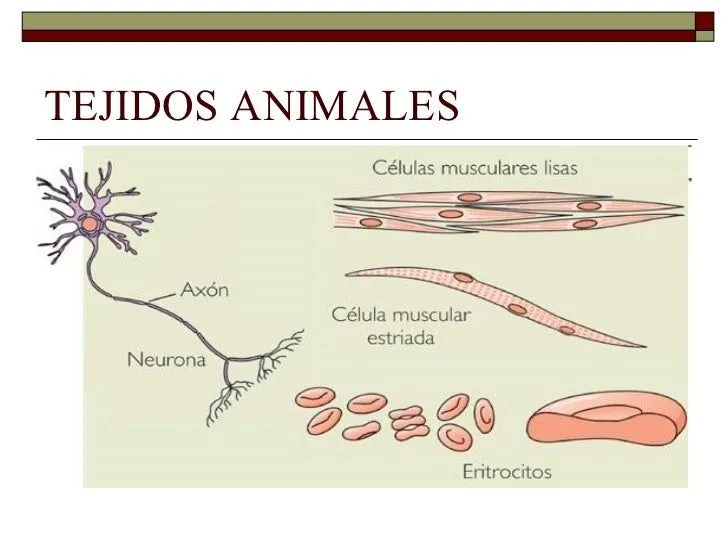 Tejido animal para dibujar - Imagui