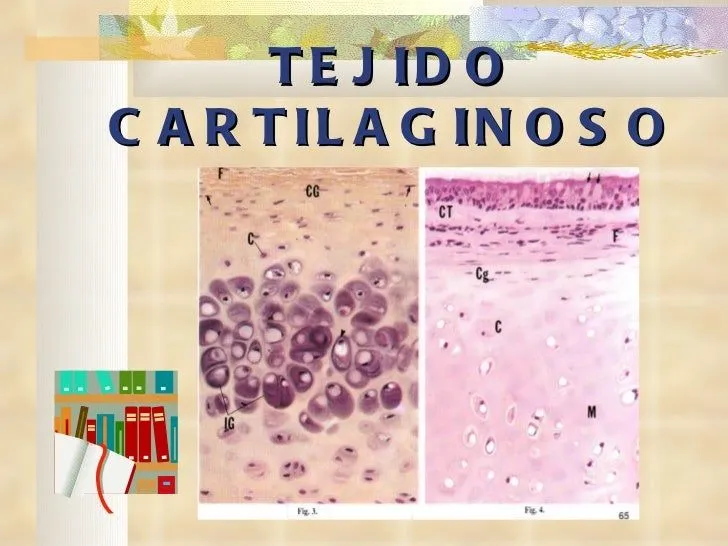 Tejido cartilaginoso cons