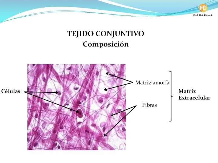 Tejido conjuntivo – clase II | histyembr