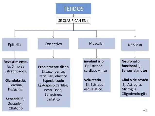 02 tejido epitelial, conectivo y piel 2013