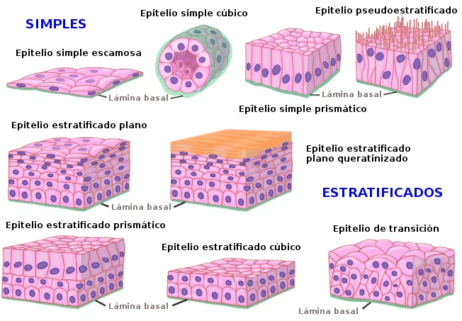 Tejido epitelial de revestimiento. Atlas de Histología Vegetal y ...